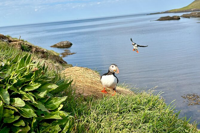 1 Hour Iceland Nature and Wildlife RIB Small Group Guided Safari - Puffins at the coastal cliffs