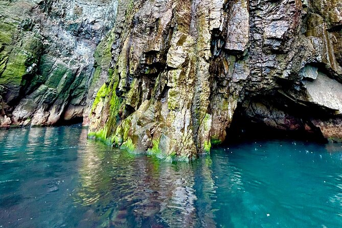 1 Hour Iceland Nature and Wildlife RIB Small Group Guided Safari - Seabirds, seals, and the chance of whales
