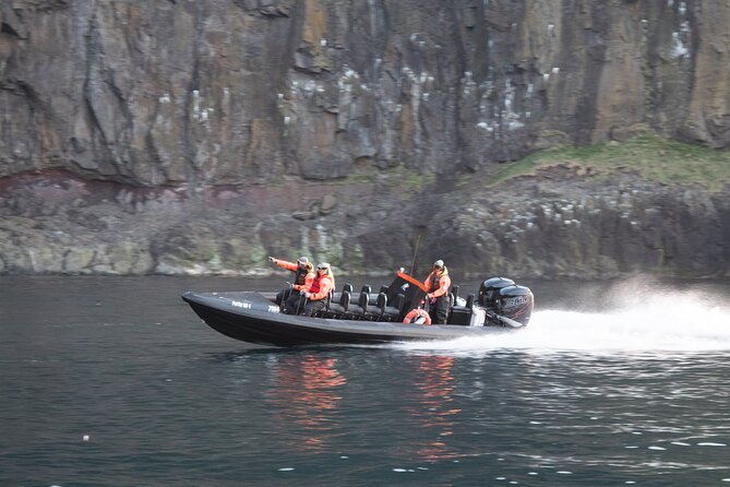 1 Hour Iceland Nature and Wildlife RIB Small Group Guided Safari - Who will enjoy this most?