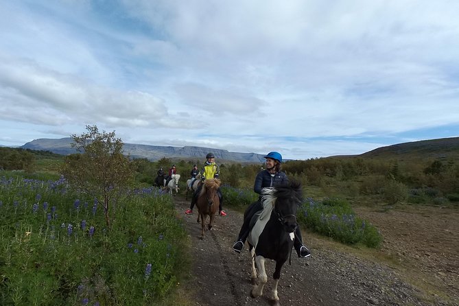 1+ hour Private Horse riding tour from Reykjavík/Mosfellsbær - Meeting Iceland’s Special Horses in Mosfellsbær