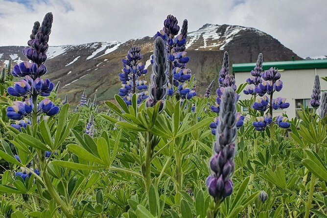 1-Hour Siglufjörður Stroll - A short walk with a clear pace