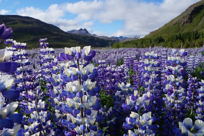 10 Days Iceland Ring Road In-depth Private Tour - The Golden Circle closes the scenic loop