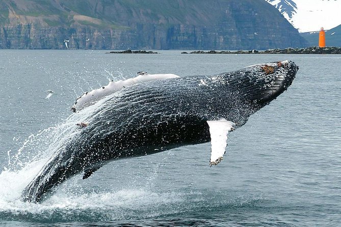 100% Whale Watching - The boat, group size, and view