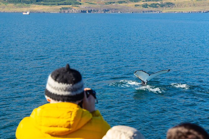 100% Whale Watching - Guides who make the waiting worthwhile