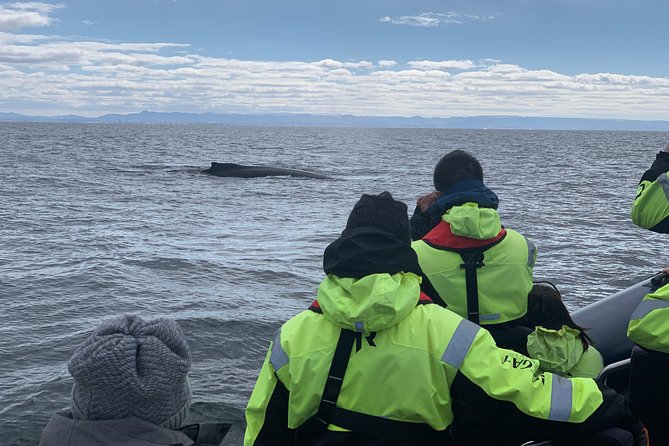 2-Hour RIB Boat Whale Watching Tour from Reykjavik - Meeting at Reykjavik’s Old Harbour