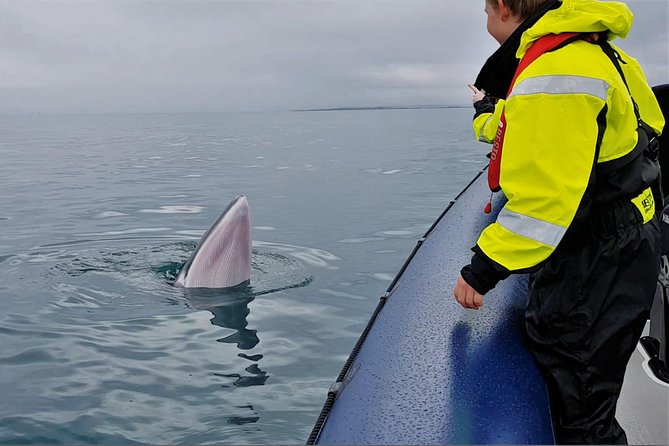 2-Hour RIB Boat Whale Watching Tour from Reykjavik - Crossing Faxaflói Bay with Esja in view