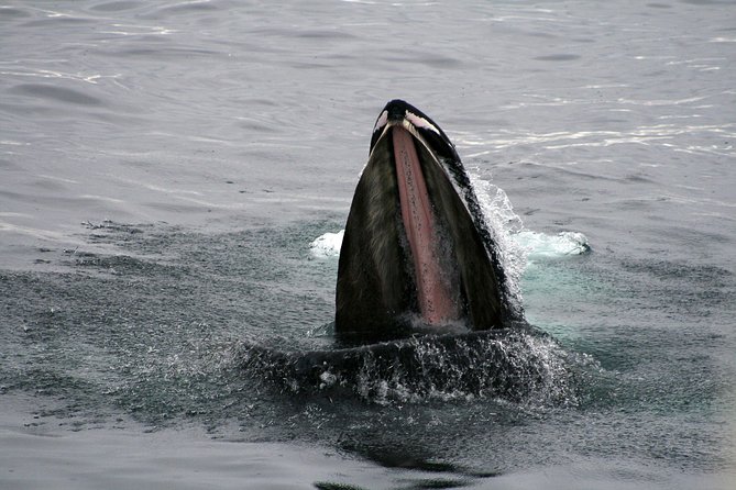 2-Hour RIB Boat Whale Watching Tour from Reykjavik - Finding whales, dolphins, and porpoises