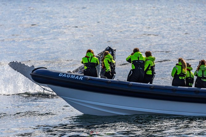 2-Hour RIB Boat Whale Watching Tour from Reykjavik - The summer stop at Akurey puffin island