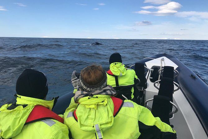 2-Hour RIB Boat Whale Watching Tour from Reykjavik - Returning along Reykjavik’s coastline