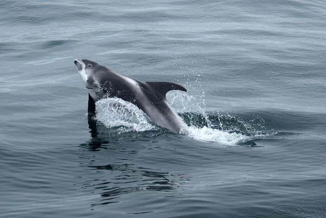 2-Hour RIB Boat Whale Watching Tour from Reykjavik - Is the $189.87 price fair?
