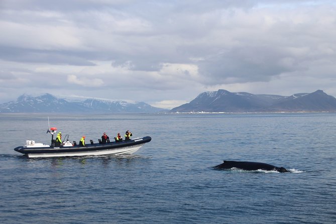 2-Hour RIB Boat Whale Watching Tour from Reykjavik - Boarding the 12-meter RIB