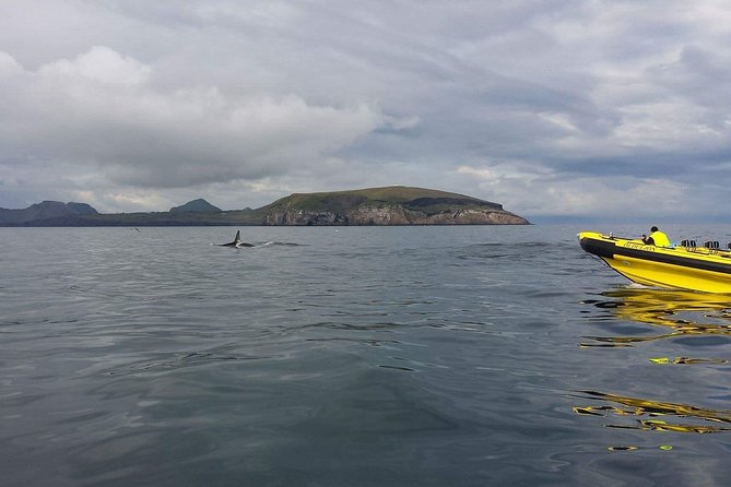 2 hour Round Trip in Vestmannaeyjar on a RIB Boat - Puffins and the seabird colonies