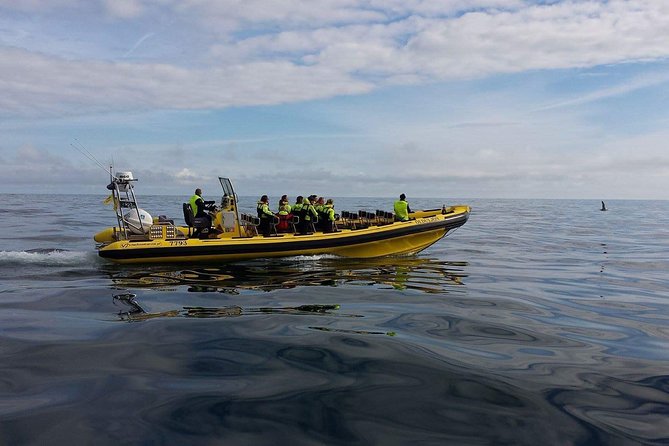 2 hour Round Trip in Vestmannaeyjar on a RIB Boat - What the guides add to the ride