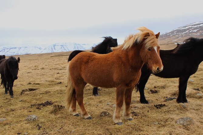 8 Day Winter Circle Tour, Ring Route of Iceland with Snæfellsnes Peninsula - Day 1: Þingvellir, Geysir, and Gullfoss