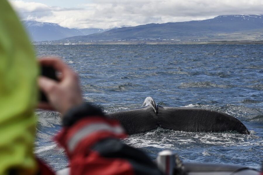 Akureyri: 2-Hour Whale Watching Express by RIB Speedboat - Key points to know before you book