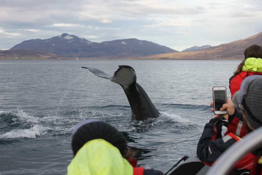 Akureyri: 2-Hour Whale Watching Express by RIB Speedboat - Setting out from Akureyri’s floating pier