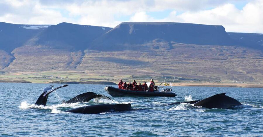 Akureyri: 2-Hour Whale Watching Express by RIB Speedboat - The two-hour route through Eyjafjord