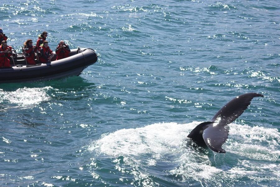 Akureyri: 2-Hour Whale Watching Express by RIB Speedboat - How rough is the RIB ride?