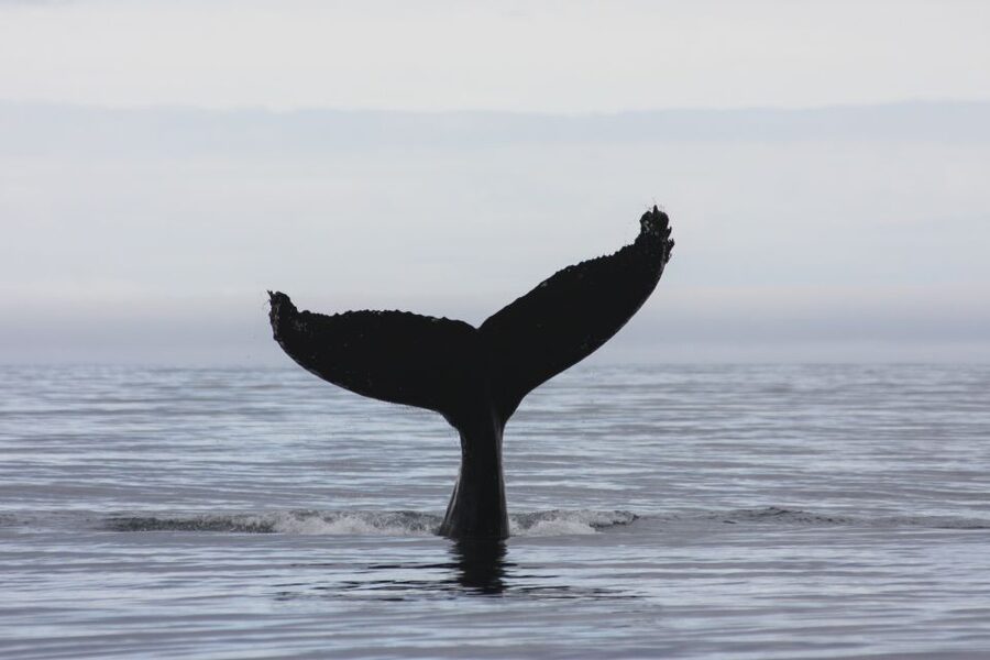 Akureyri: 2-Hour Whale Watching Express by RIB Speedboat - Whale sightings and what you can reasonably expect