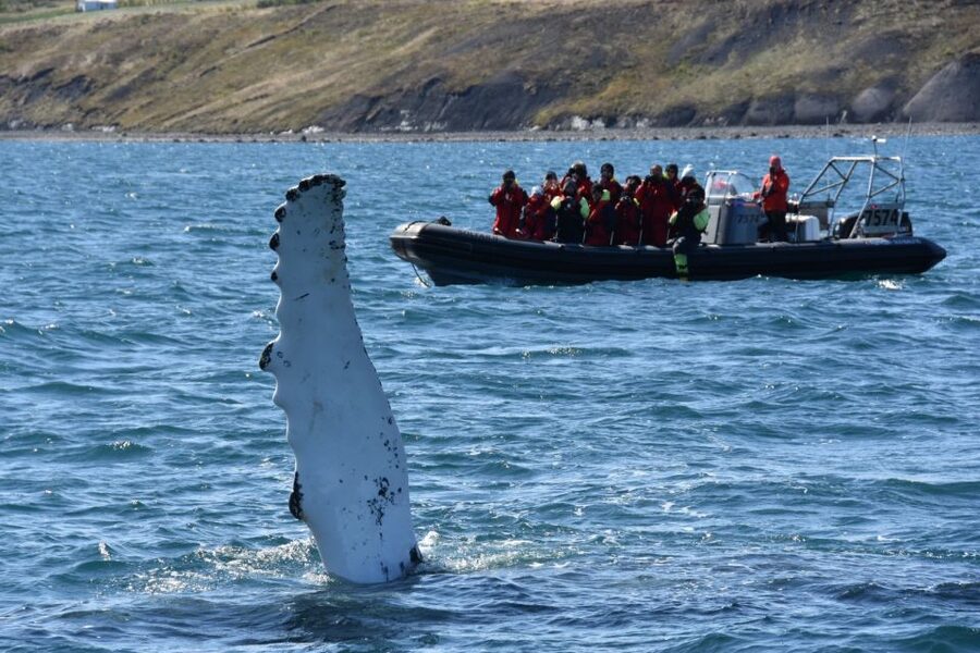 Akureyri: 2-Hour Whale Watching Express by RIB Speedboat - Is $200 worth it for two hours?