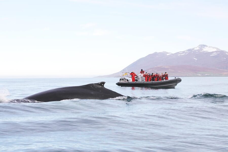 Akureyri: 2-Hour Whale Watching Express by RIB Speedboat - Why the small RIB changes the experience