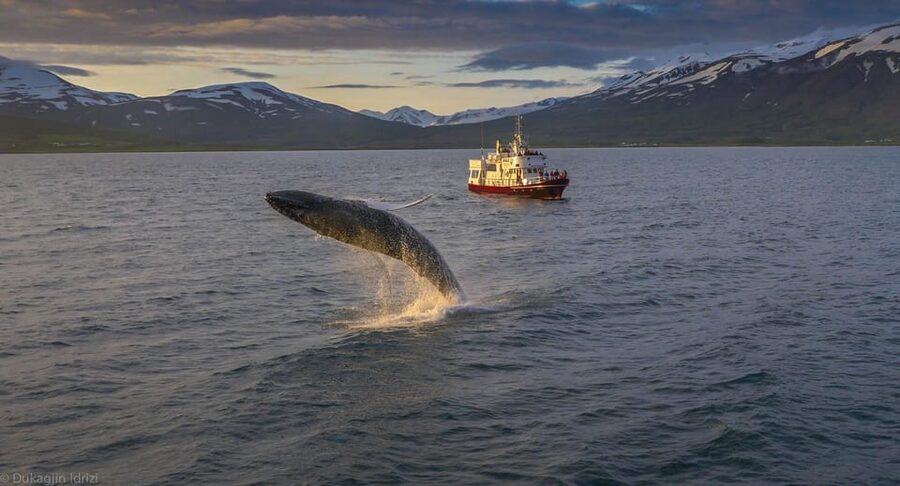 Akureyri: 3-Hour Classic Whale Watching Tour by Ship - Key Points Before You Sail