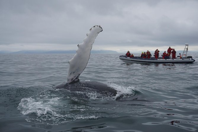 Akureyri Express Whale Watching by RIB boat - Meeting the crew at Oddeyrarbót 2