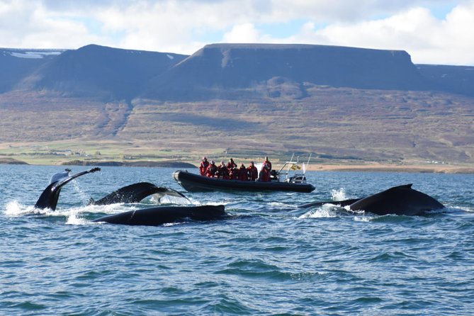 Akureyri Express Whale Watching by RIB boat - The fast run across Eyjafjörður