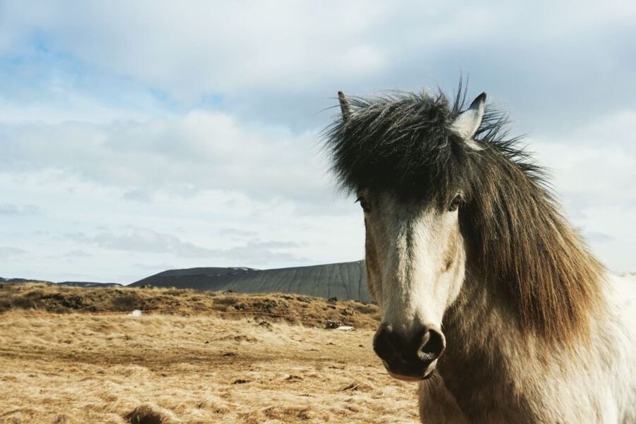 Akureyri Port: Lake Mývatn & Goðafoss Waterfall Day Trip - Guides, group feel, and the human side of the trip