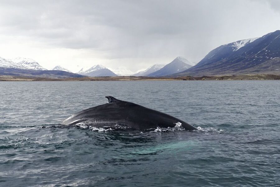Akureyri: Whale Watching in the Midnight Sun - How good is the $101 value?