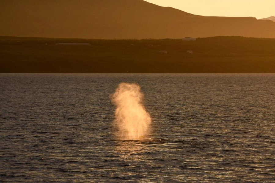 Akureyri: Whale Watching in the Midnight Sun - The biggest practical drawbacks