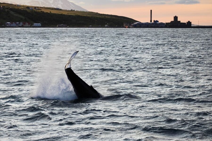 Akureyri: Whale Watching in the Midnight Sun - Searching Eyjafjörður for humpback whales