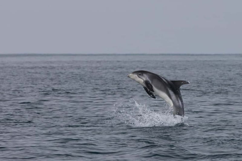 Akureyri: Whale Watching Shore Excursions - Key details before you sail