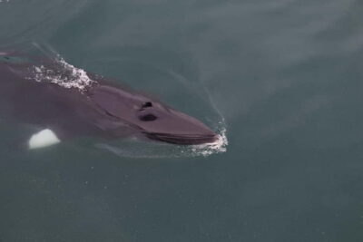 Whale Watching Shore Excursions