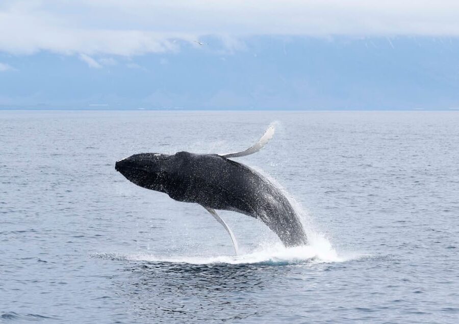 Akureyri: Whale Watching Tour & Forest Lagoon Entrance - Two Akureyri experiences in one day