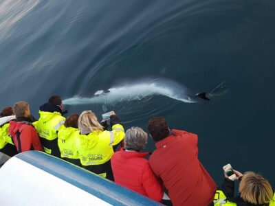 Whale Watching Tour & Forest Lagoon Entrance