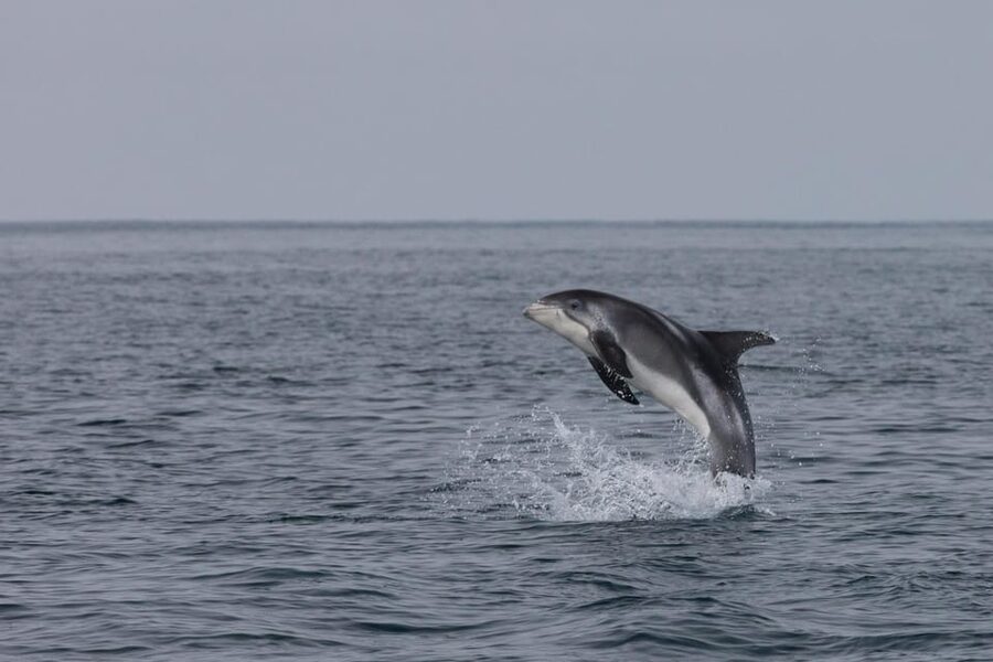 Akureyri: Whale Watching Tour & Forest Lagoon Entrance - Should you book this Akureyri combination?