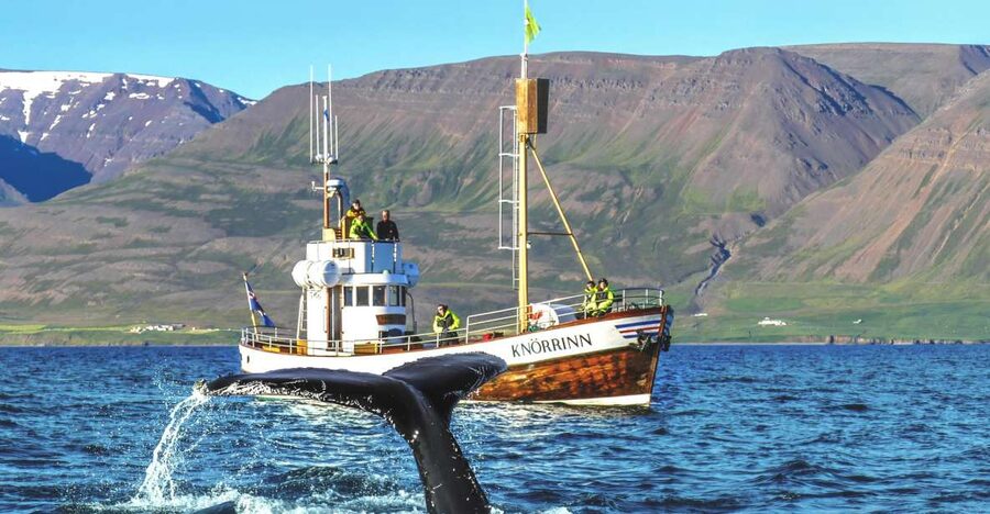 Árskógssandur: Whale-Watching Boat Trip - Why Árskógssandur makes a good departure point