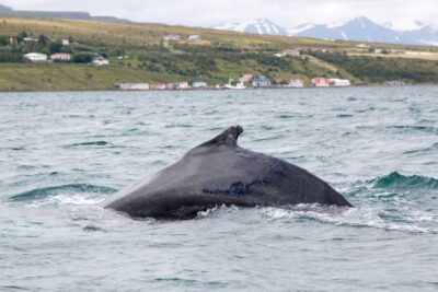 Árskógssandur: Whale-Watching Boat Trip