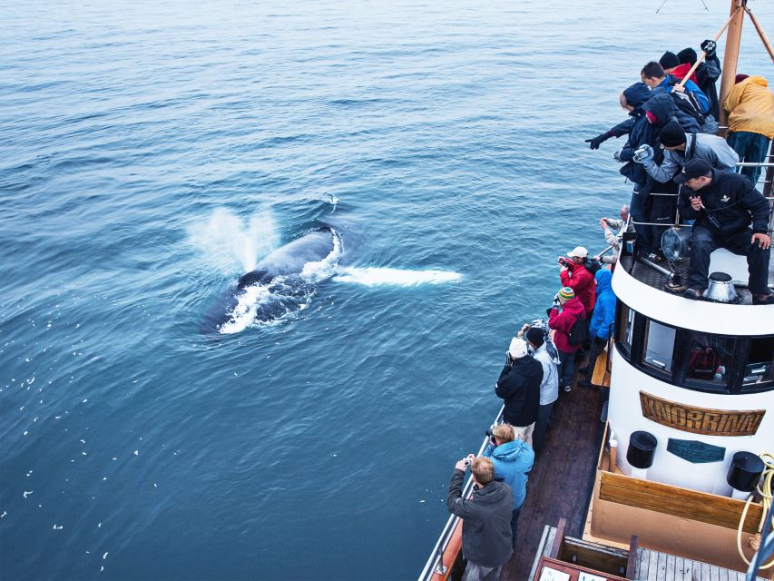 Árskógssandur: Whale-Watching Boat Trip - Humpbacks, dolphins, porpoises, and seabirds