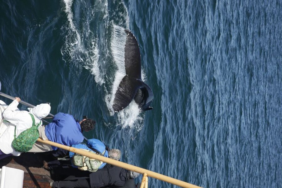 Árskógssandur: Whale-Watching Boat Trip - The guide and crew make the difference