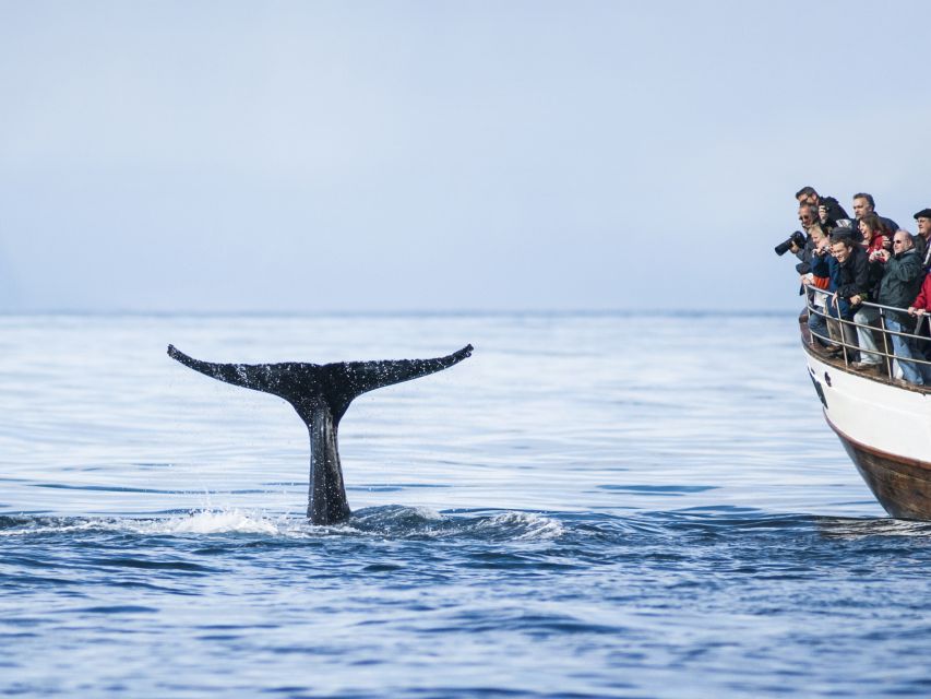 Árskógssandur: Whale-Watching Boat Trip - Who should book this trip?