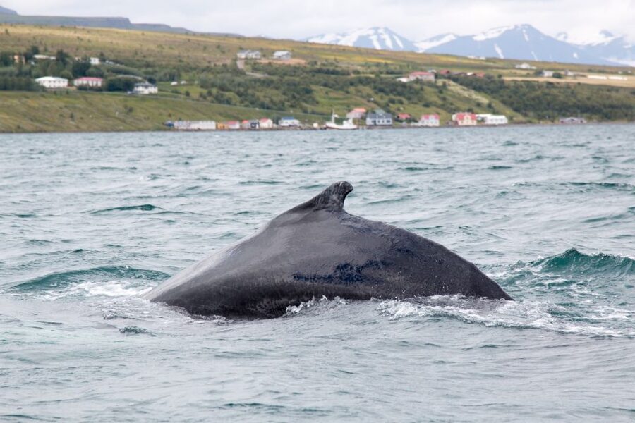 Árskógssandur: Whale-Watching Boat Trip - Boarding a former whaling boat