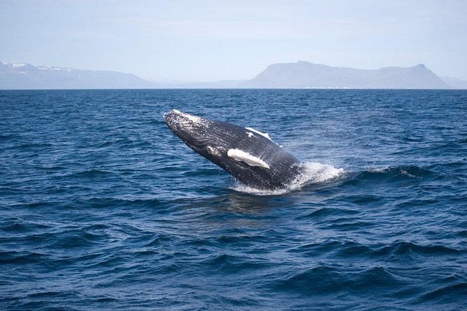 ATV & Whale Watching Full day adventure in Reykjavik - Lunch and a pause at Reykjavik Harbor