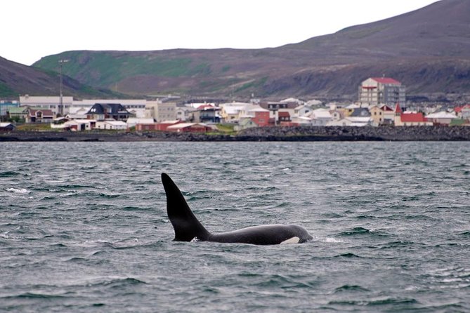 ATV & Whale Watching Full day adventure in Reykjavik - How the two halves compare