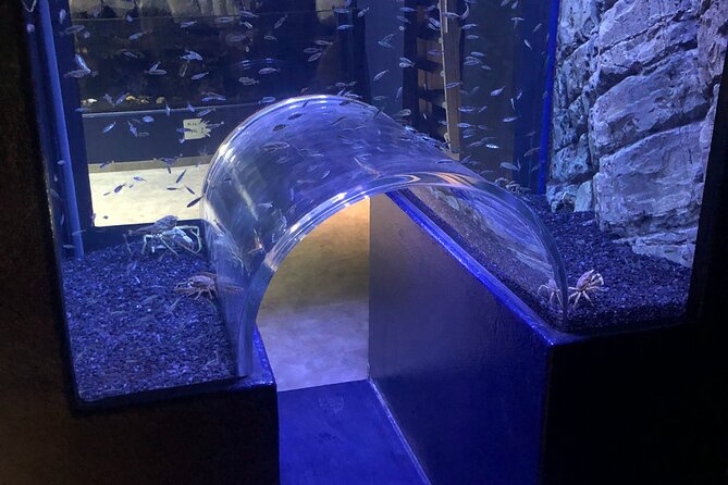 Beluga and Puffin Sanctuary Visitor Centre with Aquarium - Why this sanctuary is worth your time in Vik
