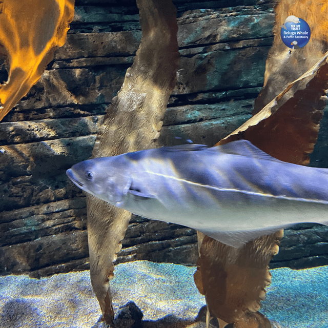 Beluga Whale Sanctuary - Admissions - Seeing Little White and Little Grey
