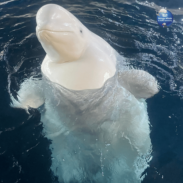 Beluga Whale Sanctuary - Admissions - The Puffin Rescue Centre