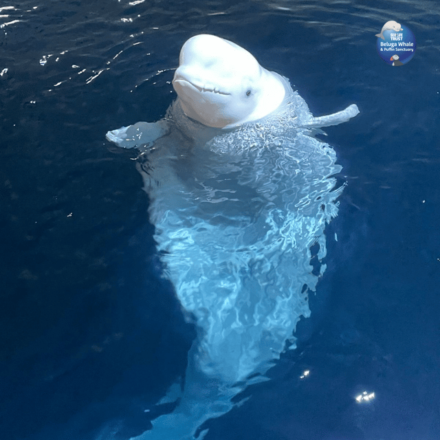 Beluga Whale Sanctuary - Admissions - Who will enjoy this experience?
