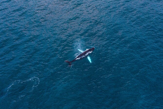 Big Whales & Puffins RIB boat tour from Húsavík - Why Húsavík is Iceland’s whale-watching town